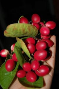 een hand met een bos rode vruchten bij Orchid Villa in Negombo