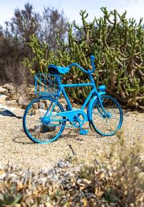 a blue bike parked in front of a cactus at Finca Mamaflo in Mazarrón
