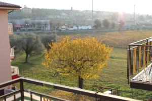 バルドリーノにあるStella Angelaの畑に黄葉の木