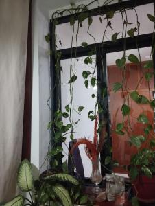 a mirror with a bunch of plants in a room at Depto cómodo por Av Libertador in San Juan