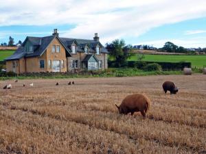 two pigs grazing in a field in front of a house at Netherton Farm B&B in Culbokie