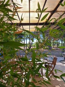 eine grüne Pflanze vor einer Holzdecke in der Unterkunft Appart Béziers - Campagne de Montimas in Béziers