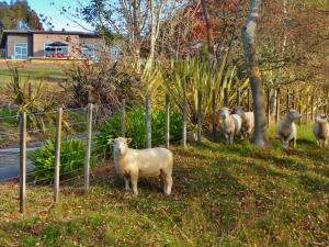 a group of sheep standing in the grass near a fence at Copper Gate in Mapua