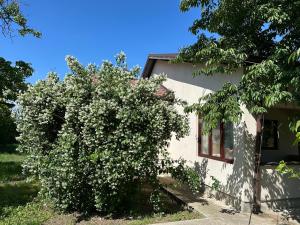 a tree with white flowers in front of a house at Căsuța de la țară in Bradu