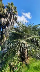 Κήπος έξω από το Le Phoenix de la Palmeraie