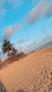 Una playa de arena con una palmera y el océano. en Le cocon tropical, 