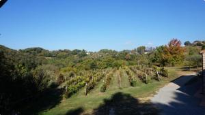a bunch of trees in a field next to a road at Agriturismo le Vallilunghe in Chiatri