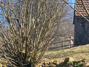 Fotografie z fotogalerie ubytování La Petite Cavee v destinaci Saint-Sauveur-de-Chaulieu