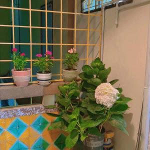 a group of potted plants sitting on a window sill at Nâu nhỏ Homestay in Hai Phong +3 photos