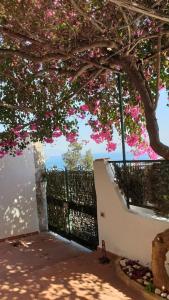 Un árbol con flores rosas en lo alto de una valla. en Villa Grace Amalfi seaview, en Amalfi