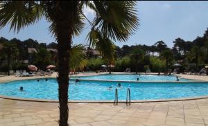 a large swimming pool with a palm tree in the foreground at L'airial de Laure in Ondres