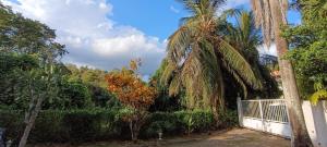 un palmier devant une clôture dans l'établissement Studio Eden Rock le Gosier, au Gosier 28 autres photos