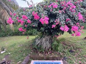 un arbusto de flores rosas en un jardín en Lou2, en Fort-de-France