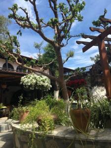 The Bunch Of Grapes Inn في بيسوري: حديقة بها نباتات الفخار وشجرة