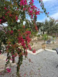 a bush of pink flowers on a plant at Palatinos II in Pitsidia