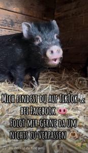 Afbeelding uit fotogalerij van Ferienwohnung „Am Gnaucks Hutberg“ in Hohnstein