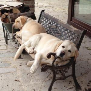 Ospiti di Poderi S Luca con animali domestici