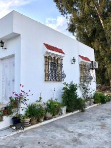 a white building with two windows and potted plants at Maison Tunisienne avec Patio in Sousse