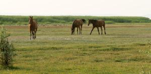Imagen de la galería de Georgshof, en Podersdorf am See