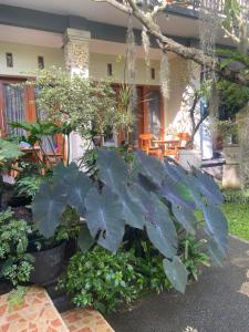 Zahrada ubytování Suryadina Guest House