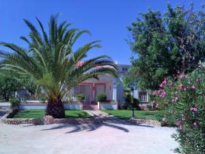 uma palmeira no meio de um quintal em Quinta Casalinho em Albufeira