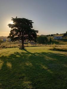 a tree in the middle of a grass field at Casa de Campo El Duraznillo in Tandil