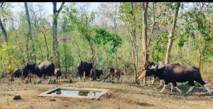 a group of animals walking around in the woods at Palamau Tiger Reserve Eco Habitat in Kechki