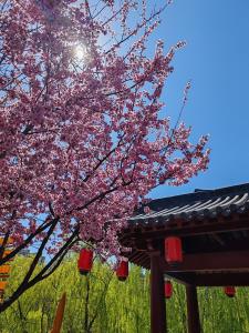Qichi Waterfront B&B Hotel外面的花园