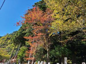 Gallery image of Ichimaru Ryokan - Vacation STAY 77709v in Tenkawa