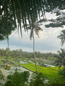 a palm tree in front of a rice field at Pondok Inggris Homestay in Seganteng +5 photos
