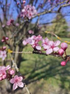 a bunch of pink flowers on a tree branch at Chambre d'hôtes de l'Estrée in Lésigny +3 photos