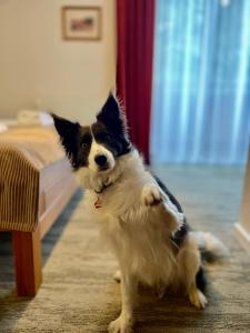 Ospiti di Hotel Mikulášska Chata con animali domestici