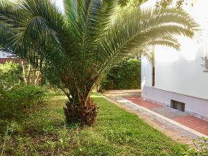 una palmera en un patio al lado de un edificio en Villetta, en San Vincenzo