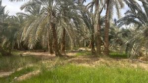 Gallery image of Paloma Camp in Siwa