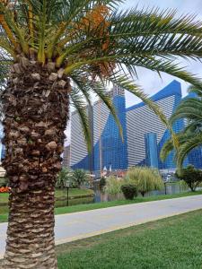 a palm tree in a park with buildings in the background at Orbi City Simon's studio in Batumi +2 photos