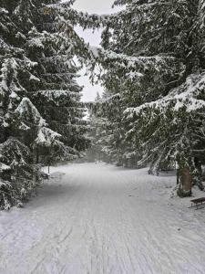 a snow covered road with trees and a bench at Vila Holiday - Golija in Novi Pazar