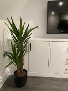 una maceta sentada junto a un armario blanco en Central & Trendy - Aquila House Apartments, en Saint Helier Jersey
