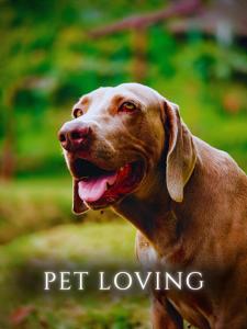 Κατοικίδιο ή κατοικίδια επισκεπτών που μένουν στο The River House - Upscale Lodge +22 φωτογραφίες