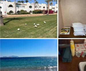 a collage of pictures of a resort with birds on the grass and water at N&F DOMINA CORAL BAY in Sharm El Sheikh