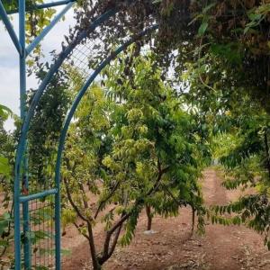 Κήπος έξω από το سموع فارم