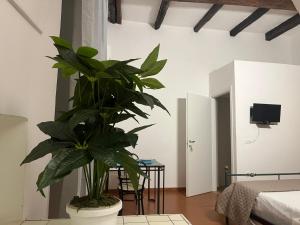 a bedroom with a potted plant in a room at Il Portale 2 in Tropea