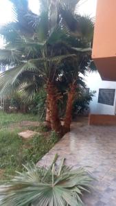 two palm trees in a yard next to a house at Saidia appartments in Saïdia