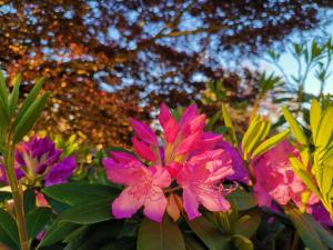 a group of pink flowers in front of a tree at Bed Plus One in House in Richmond