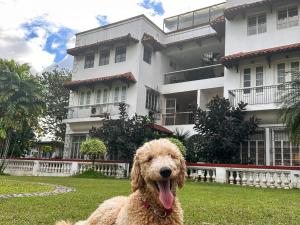 a dog sitting in the grass in front of a building at MIRANAMIN NEST Elegant Home in MiraNila Heritage Compound, Pet Friendly, with Rooftop, Kitchens - Perfect for Reunions, Team Building in Manila