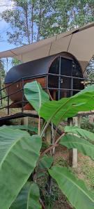 Κήπος έξω από το Glamping in jungle - Corcovado Nature Wonders - amazing views - available scooter
