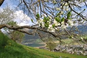 Gallery image of Bio-Bergbauernhof Hubgut in Zell am See