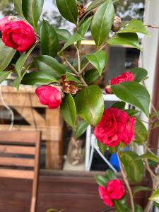 a bunch of red flowers on a plant at Miaoli Sanyi Travelling Homestay in Sanyi