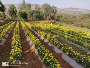 una imagen de un campo de flores amarillas en OUR FARM Agro-Eco Tourism and Farm Stay, en Helwāk