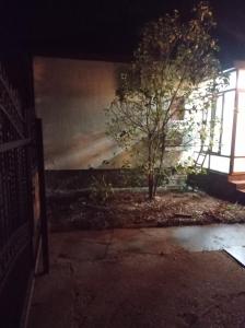 a painting of a tree on a wall with a window at Kovacica-Padina in Padina