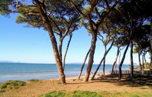 una hilera de árboles en una playa junto al océano en Beautiful Apartment In Piombino, en Piombino